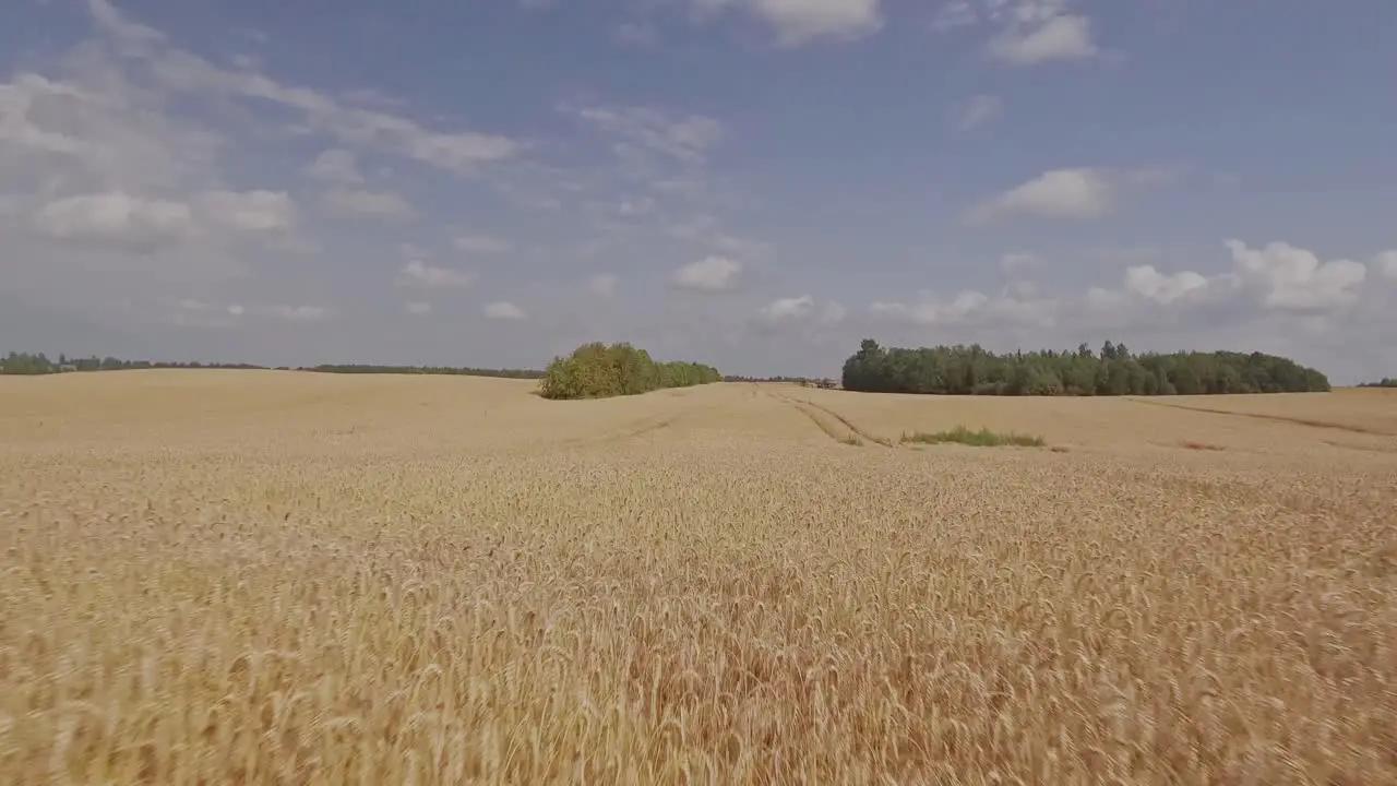 Camera flying over a golden wheat ears on a wheat field during harvest season