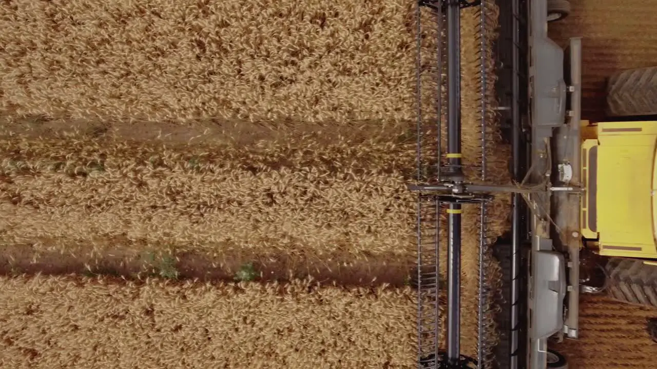 Top down closeup view of a combine harvester collecting wheat