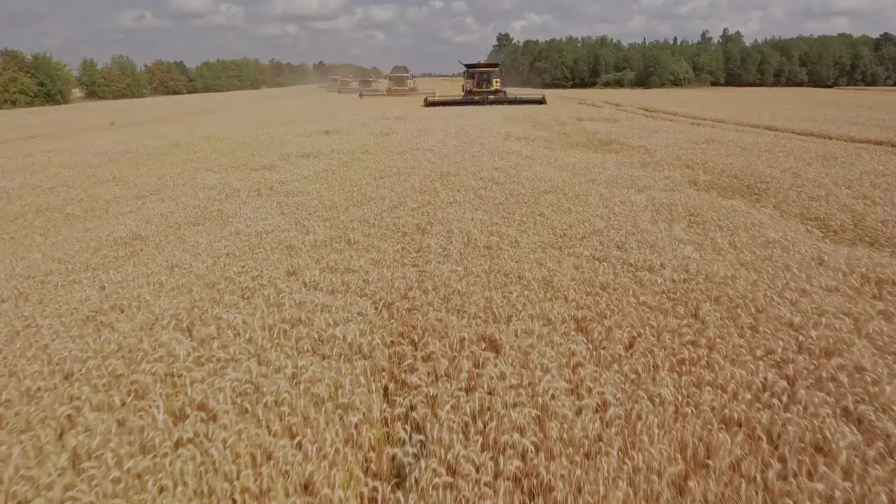 A group of combine harvesters working in unison collecting wheat on a golden wheat field