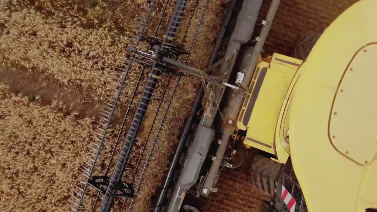 Top down closeup view of a combine harvester cutting and collecting golden wheat