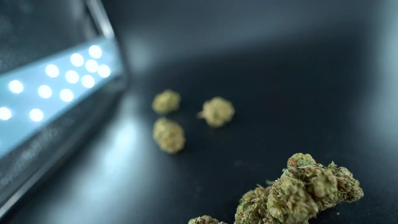 A close up detailed gimbal rotating backwards movement shot of a cannabis plant marijuana flower hybrid strains Indica and sativa 120 fps slow motion Full HD cinematic studio lighting