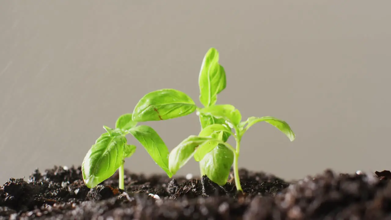 Video of green seedlings growing in dark soil on grey background with copy space