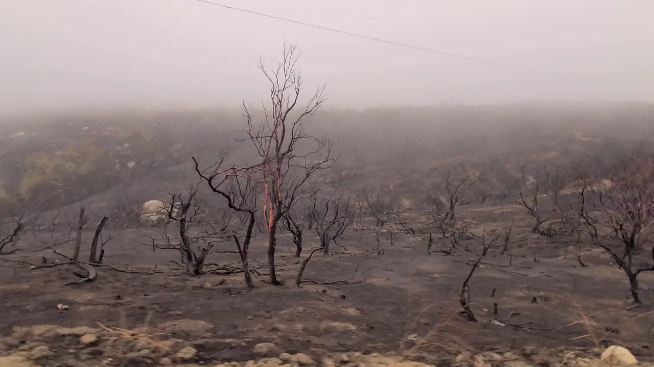 View of burned trees destroyed vegetation after the fire natural disaster