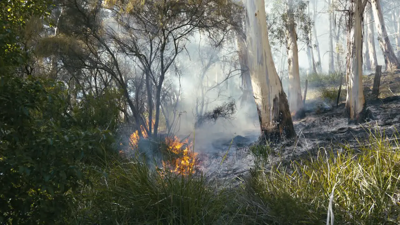 Wildfire burning shrubs and grass