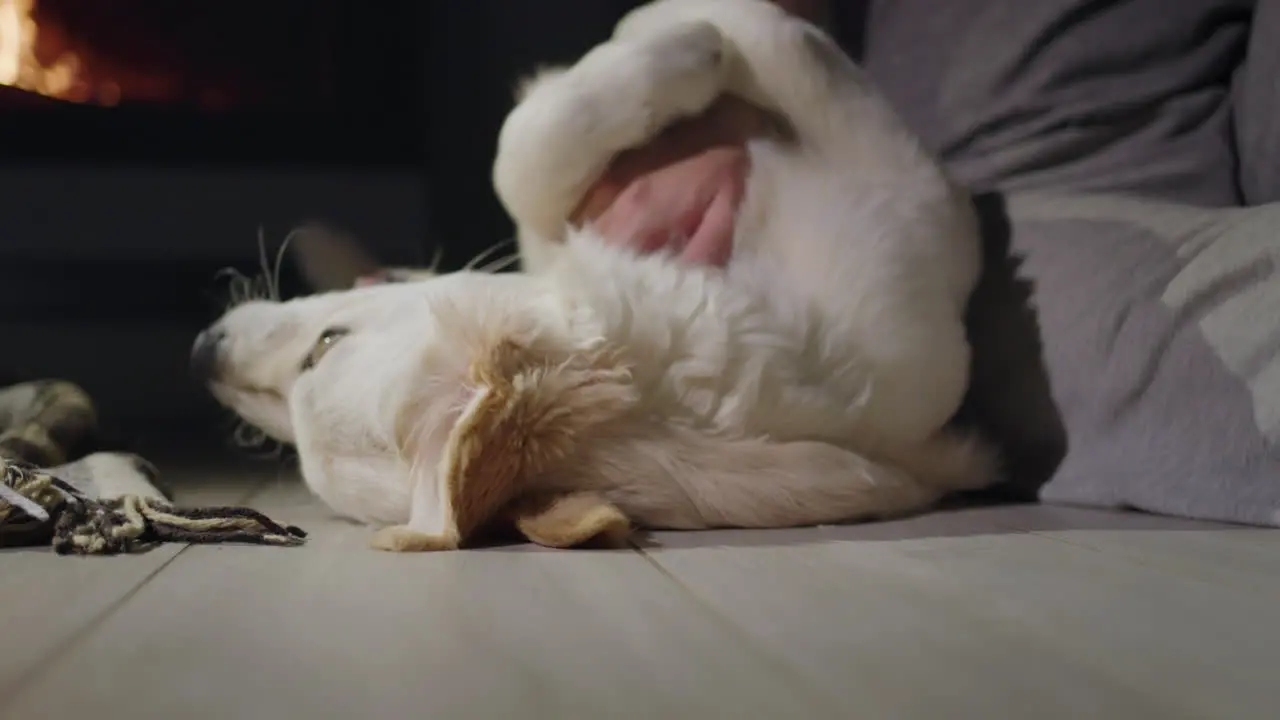 The owner plays with a golden retriever sits on the floor near the fireplace