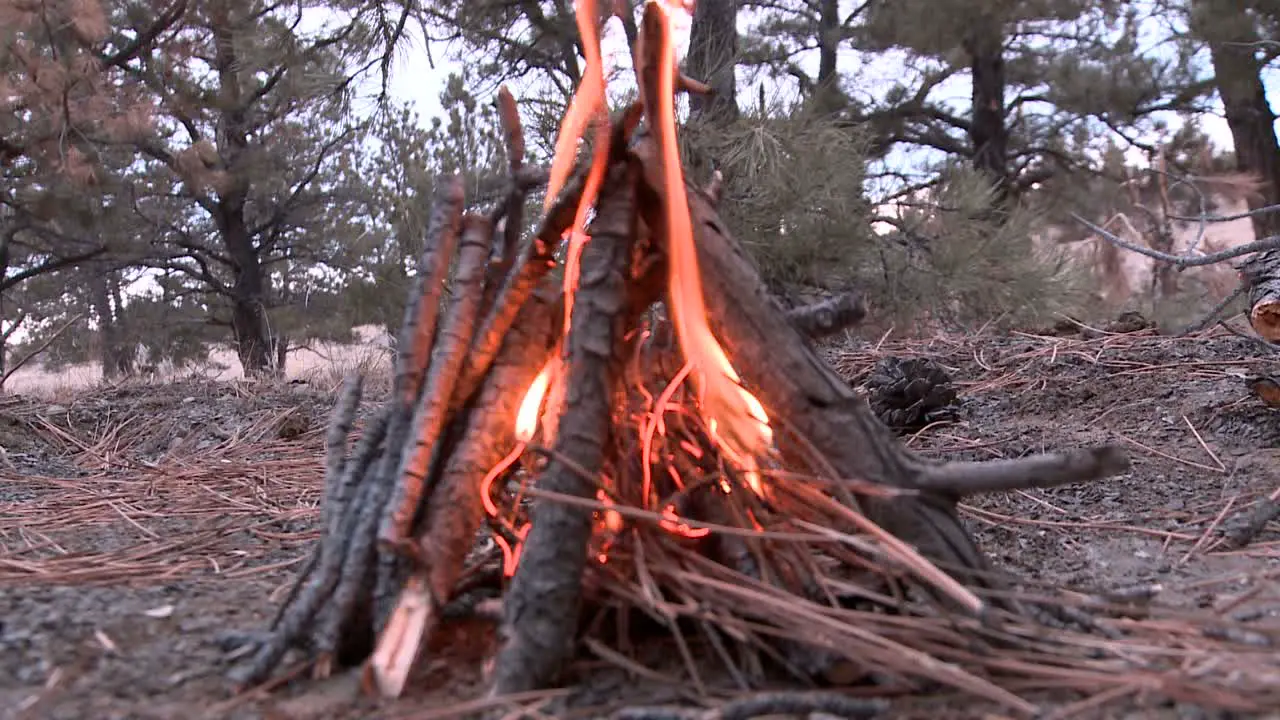 Close up of a campfire in a forest