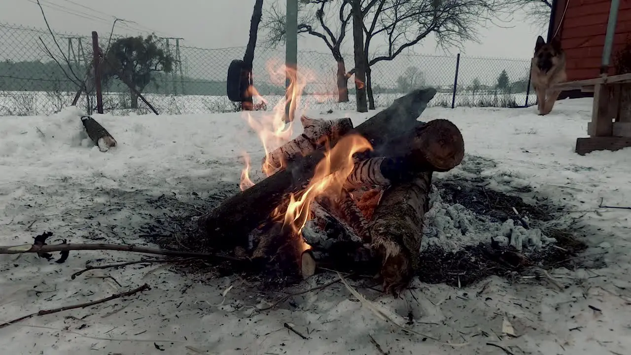 Bonfire in winter near the house with a dog