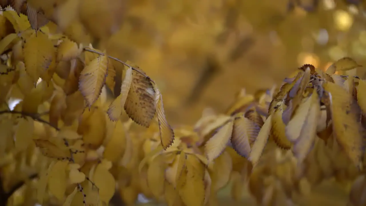 Close up of autumn leaves blackened and burned on tree by smoke of fire and ash