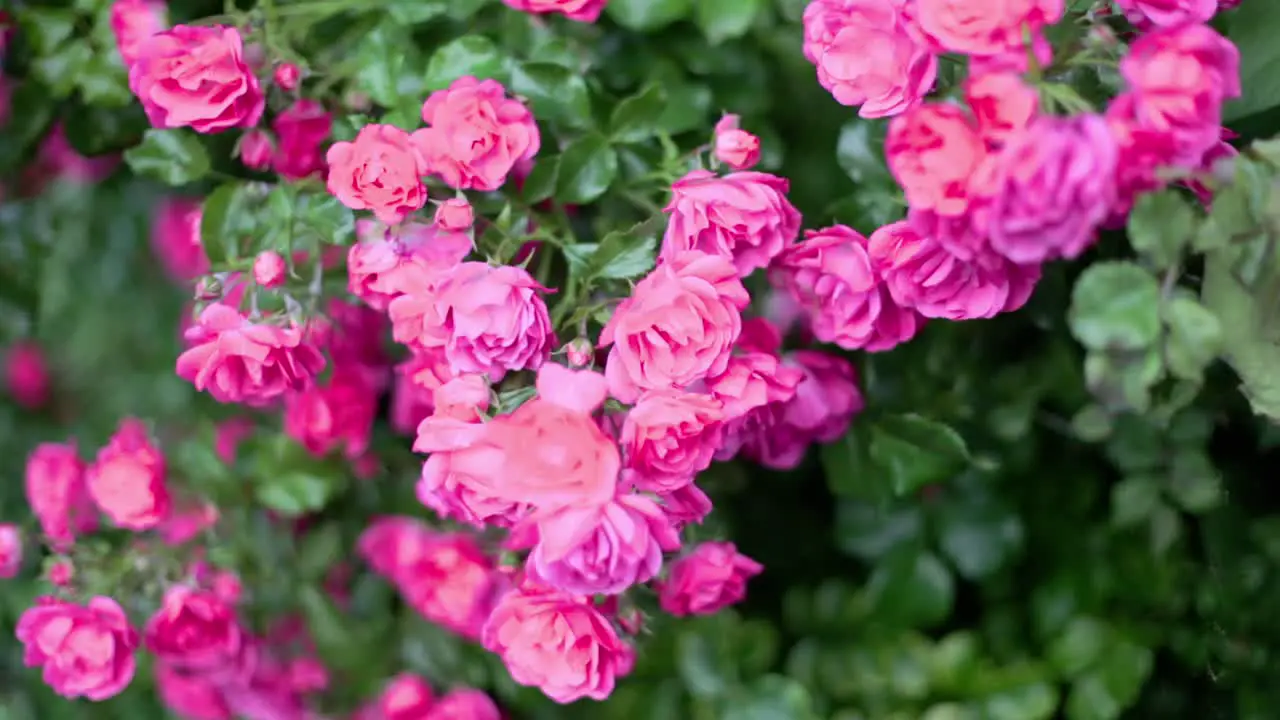 Close Up of Pink Rose Flowers Bush Handheld Shot