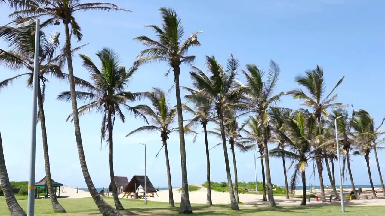 Palm trees blowing in wind on the beach Richards Bay South Africa