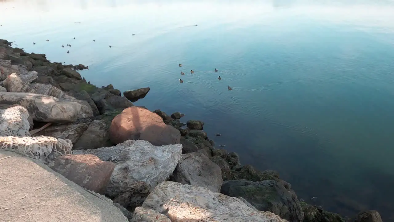 Ducks along the breakers and shoreline in the sunny day on the bay