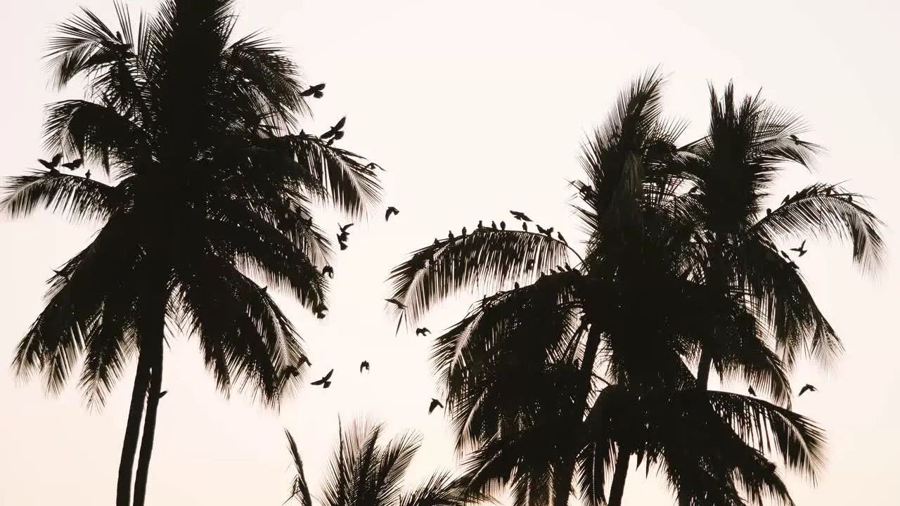 Birds in flight at sunset in Sayulita Mexico