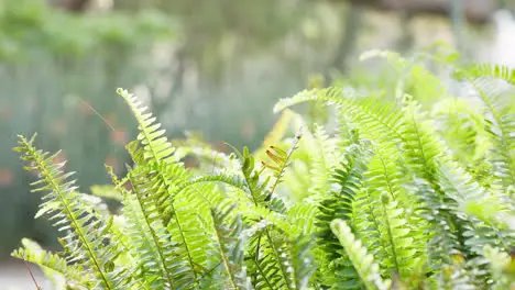 Green fern tropical and natural forest