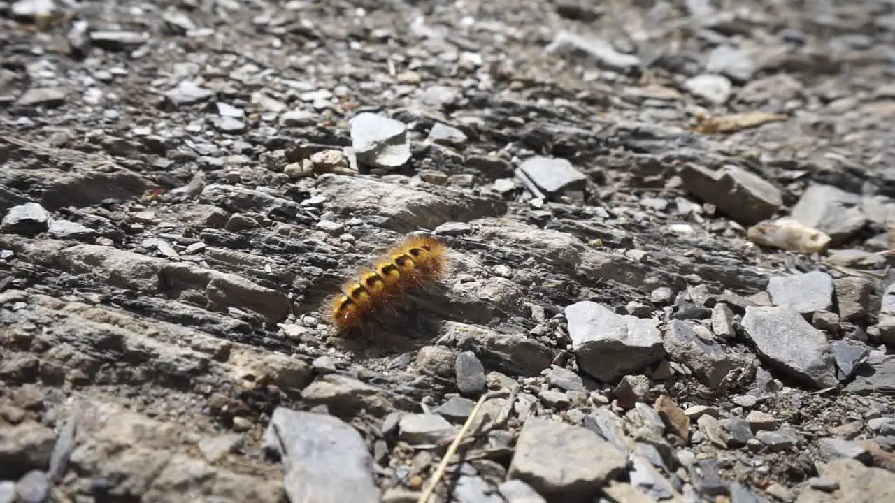 Orange black caterpillar move in the sun on a stone rock ground