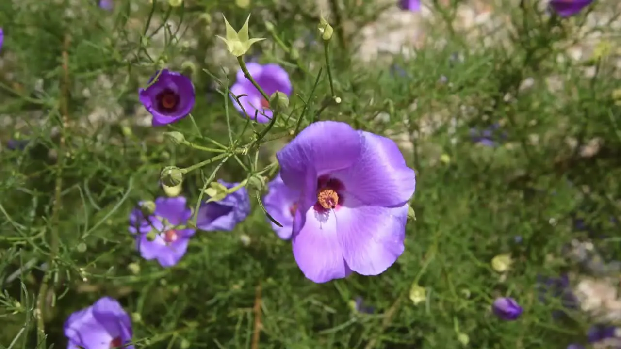 Purple flowers blowing in wind