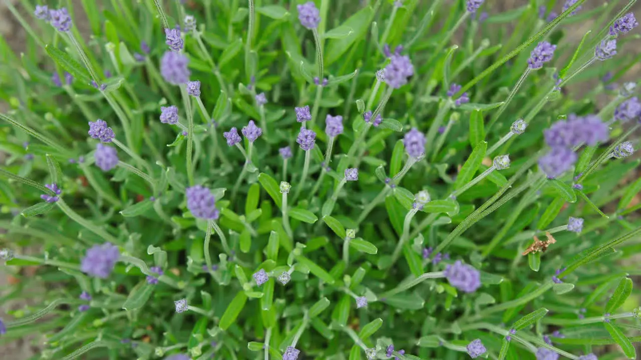 Fragrant purple lavender flowers in the garden Top Shot Close Up Zoom In