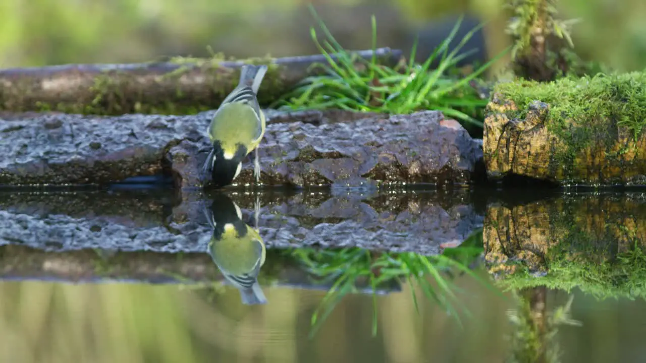 Eurasian Blue Tit drinks near a body of water