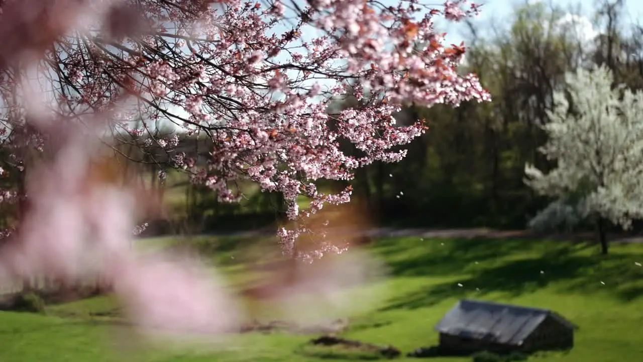 Cherry blossom blowing in the wind