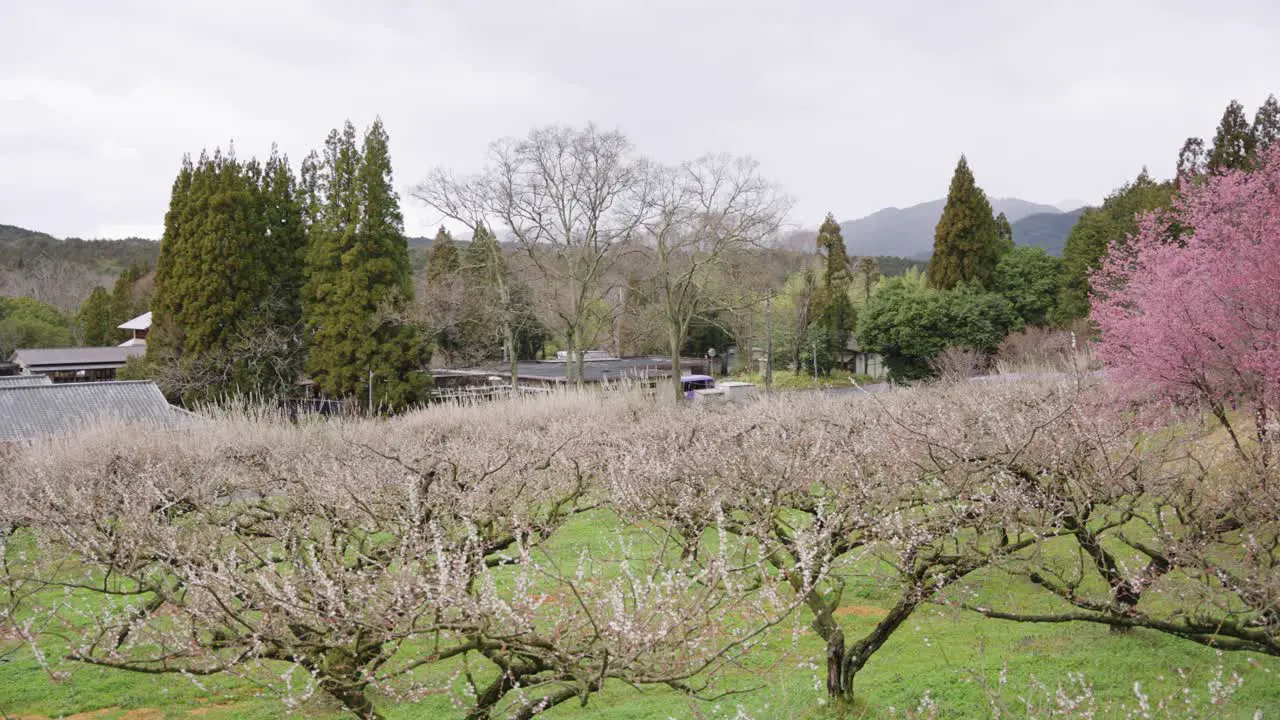 Orchid of Ume Plum Trees blooming in Spring in Japan