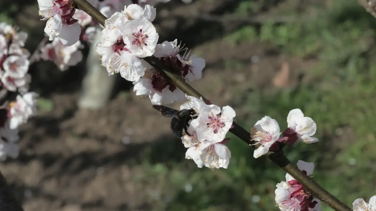 Wood bee on cherry blossom collecting nectar and pollen moving from blossom to blossom