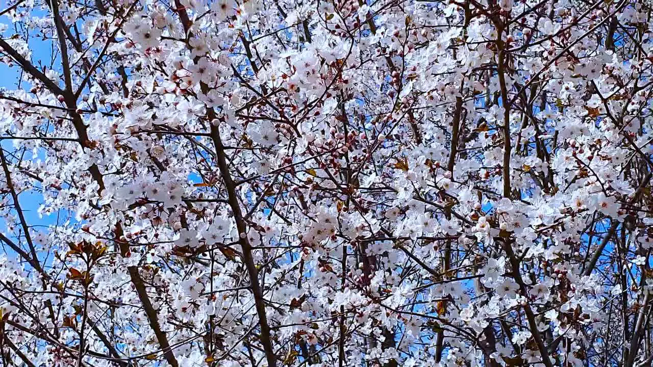 The wind blows through the branches of the cherry tree