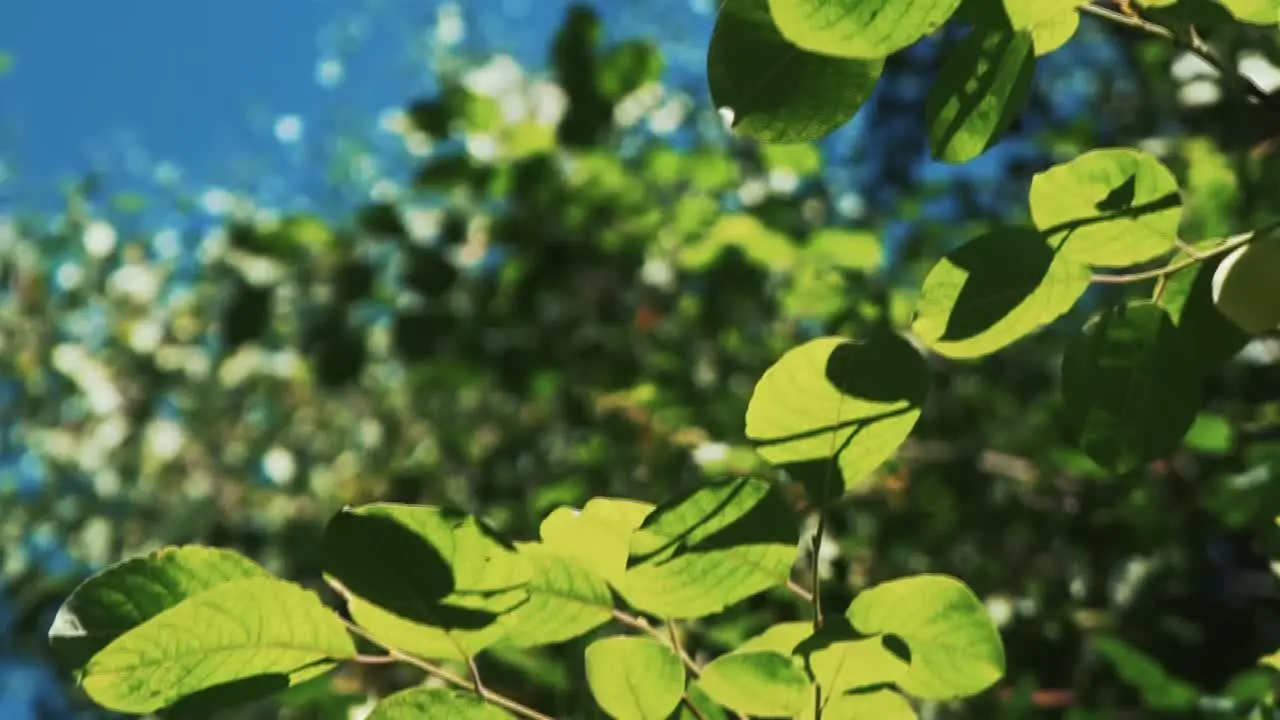 Beautiful Sunlit Leaves Contrast The Bright Blue Summers Sky