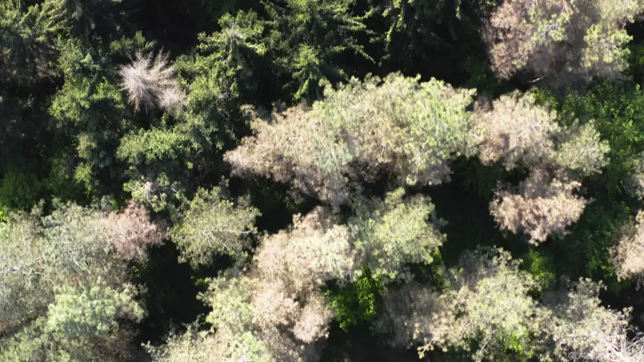 Drone footage of the forest in Bosnia with mavic 2 pro