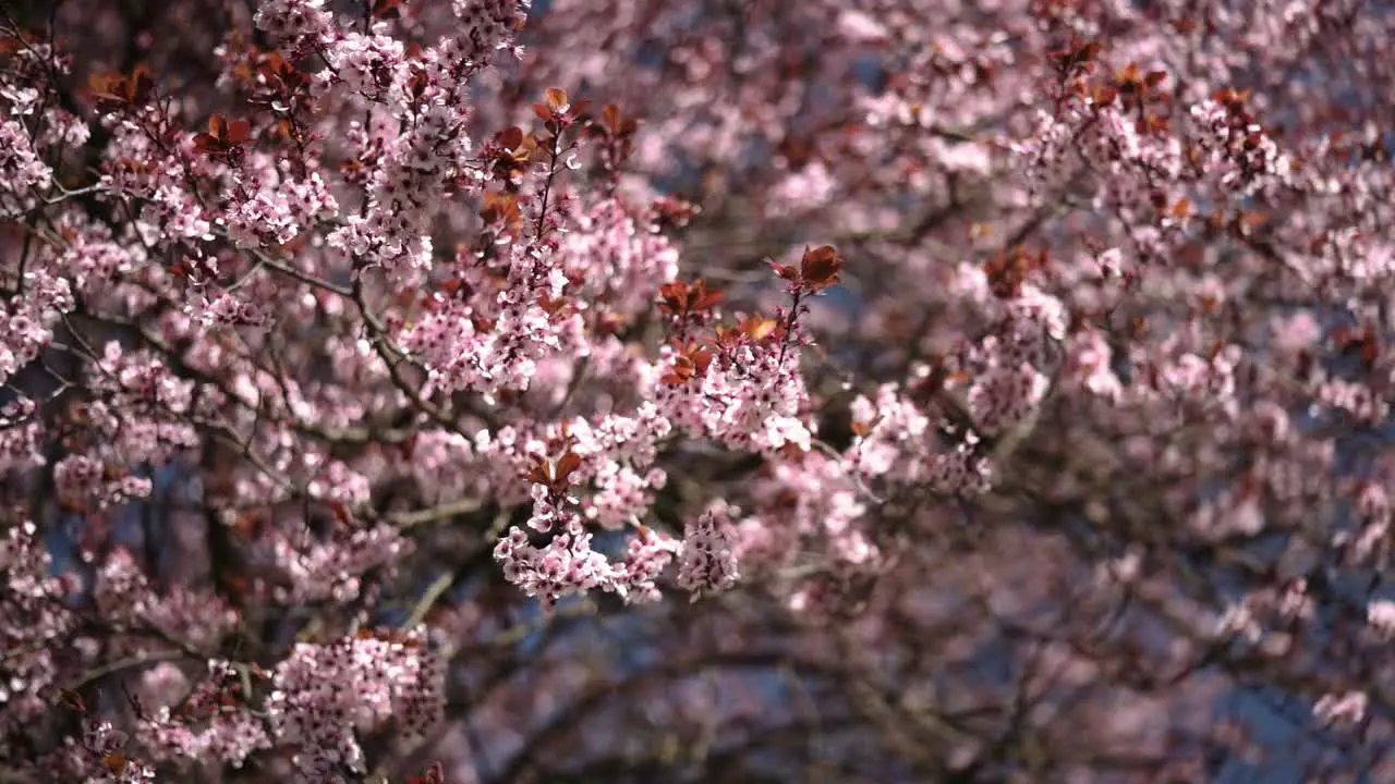 Cherry blossom leaves falling towards camera