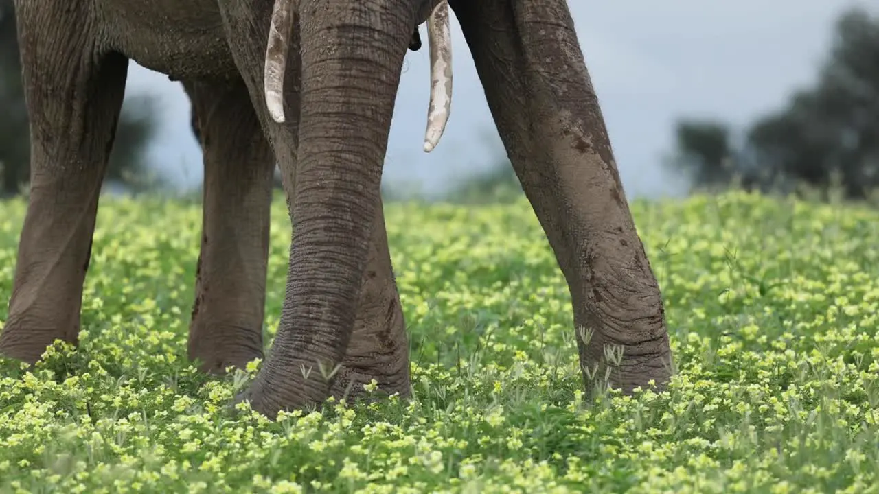 Elephant Picking Yellow Flowers With Its Trunk in Botswana Close Up