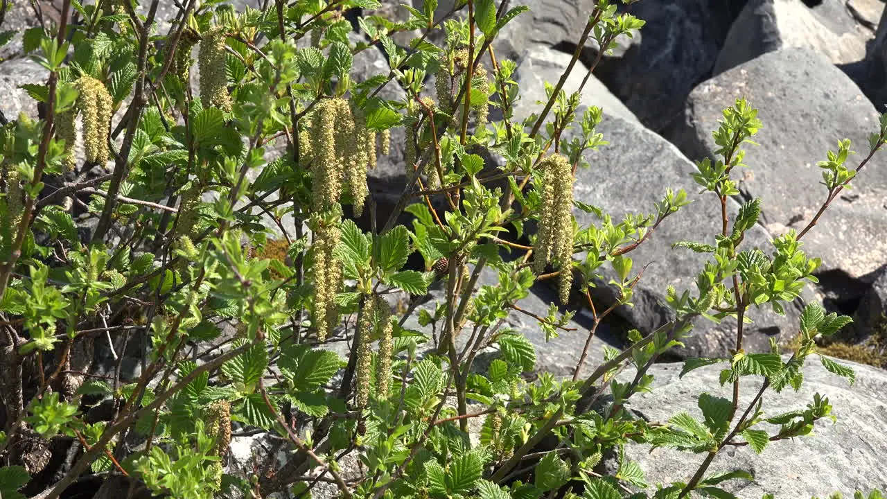 Alaska Spring Shrub In Wind