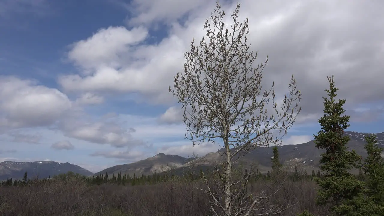 Alaska Denali Park Spring Tree Zooms In