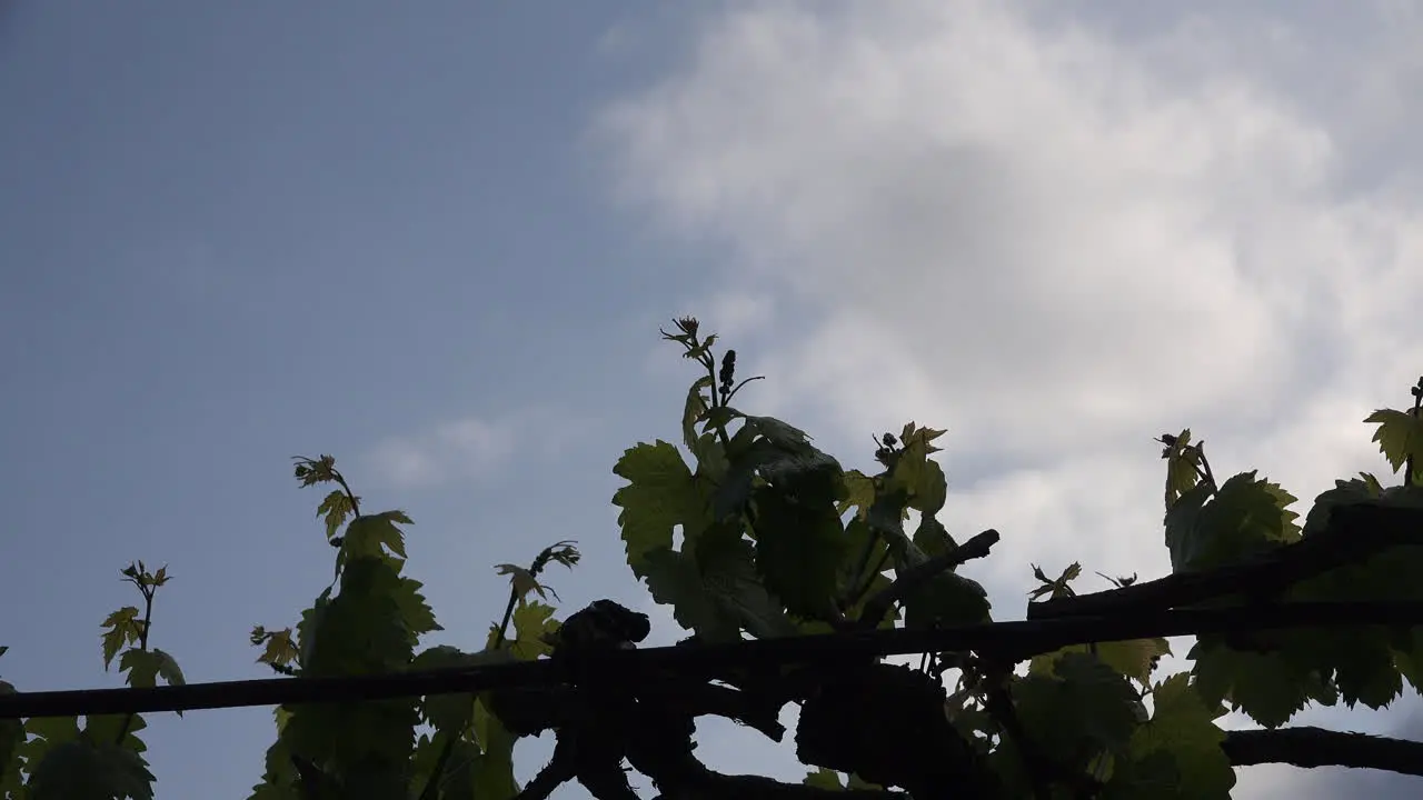 Grape Leaves In Spring Zoom In