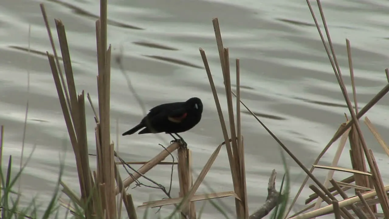 Red-winged blackbird by lake