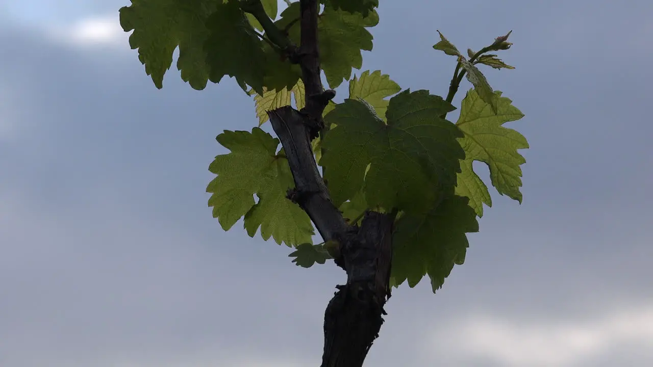 Detail Of Young Grape Leaves And Grey Sky