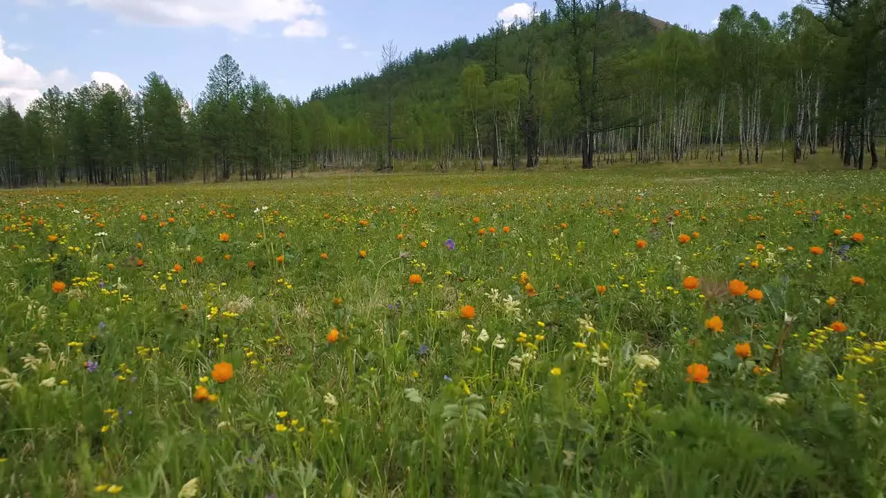 Field of Flowers