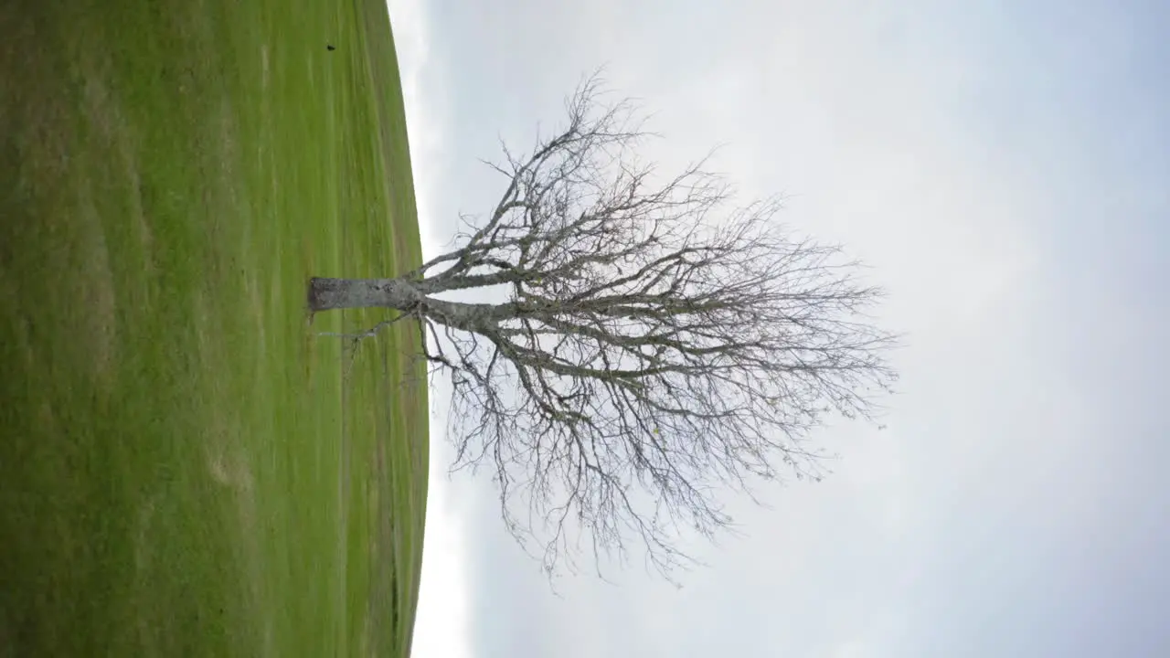 vertical shot of a bare tree on the hill green