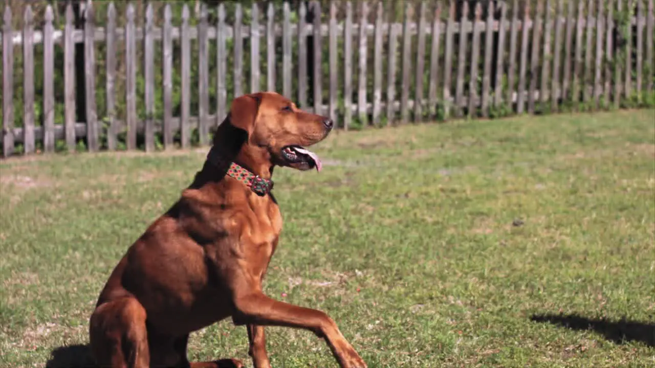 Dog lays down on a grassy yard