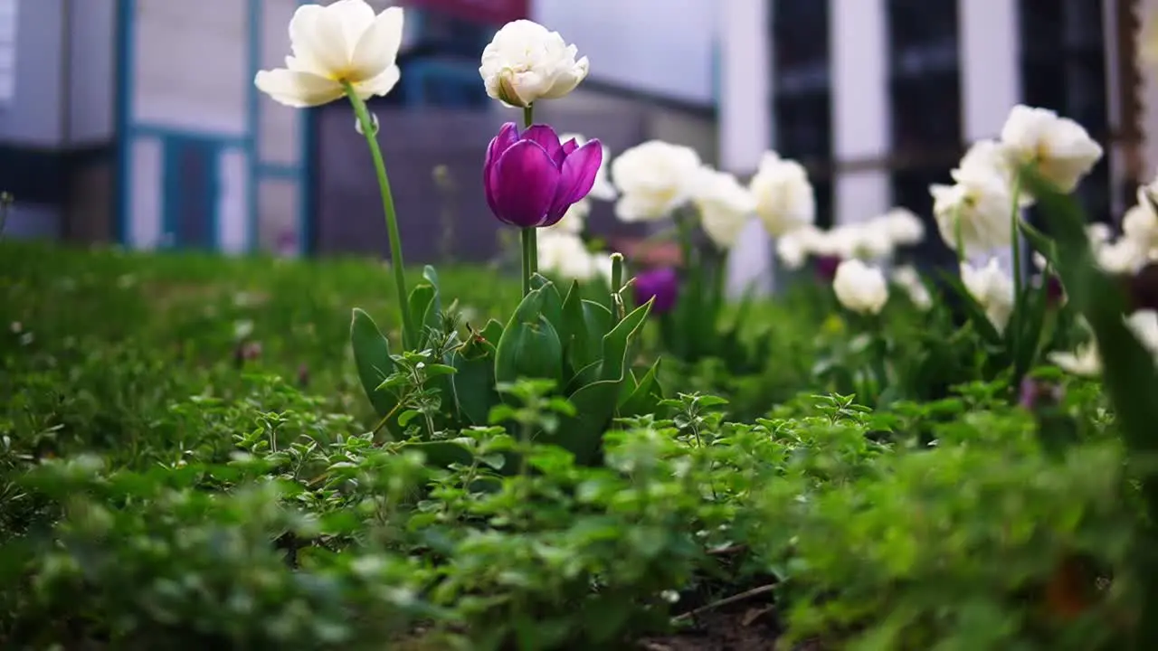 Beautiful shot of tulips inside a garden in a city in spring