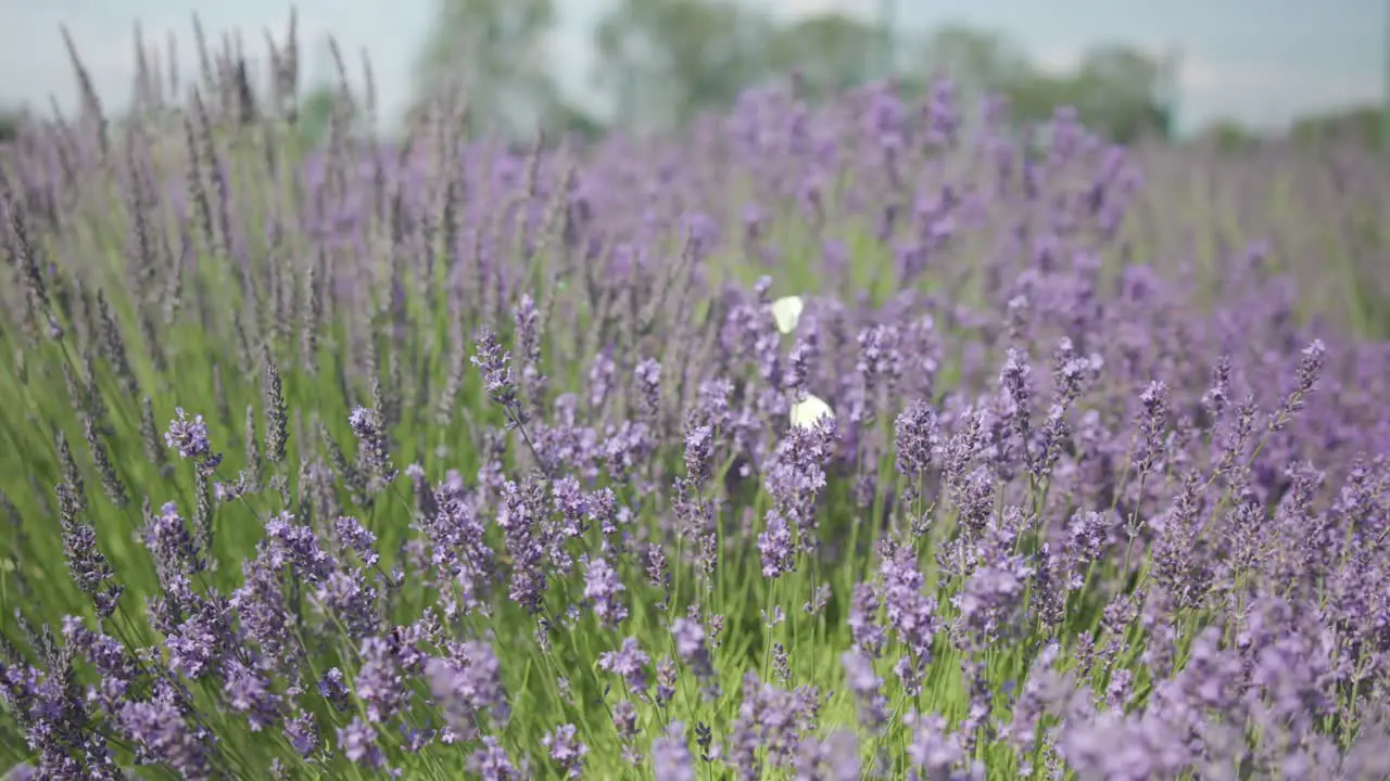 Watching the butterfly on the lavender in the middle of the garden