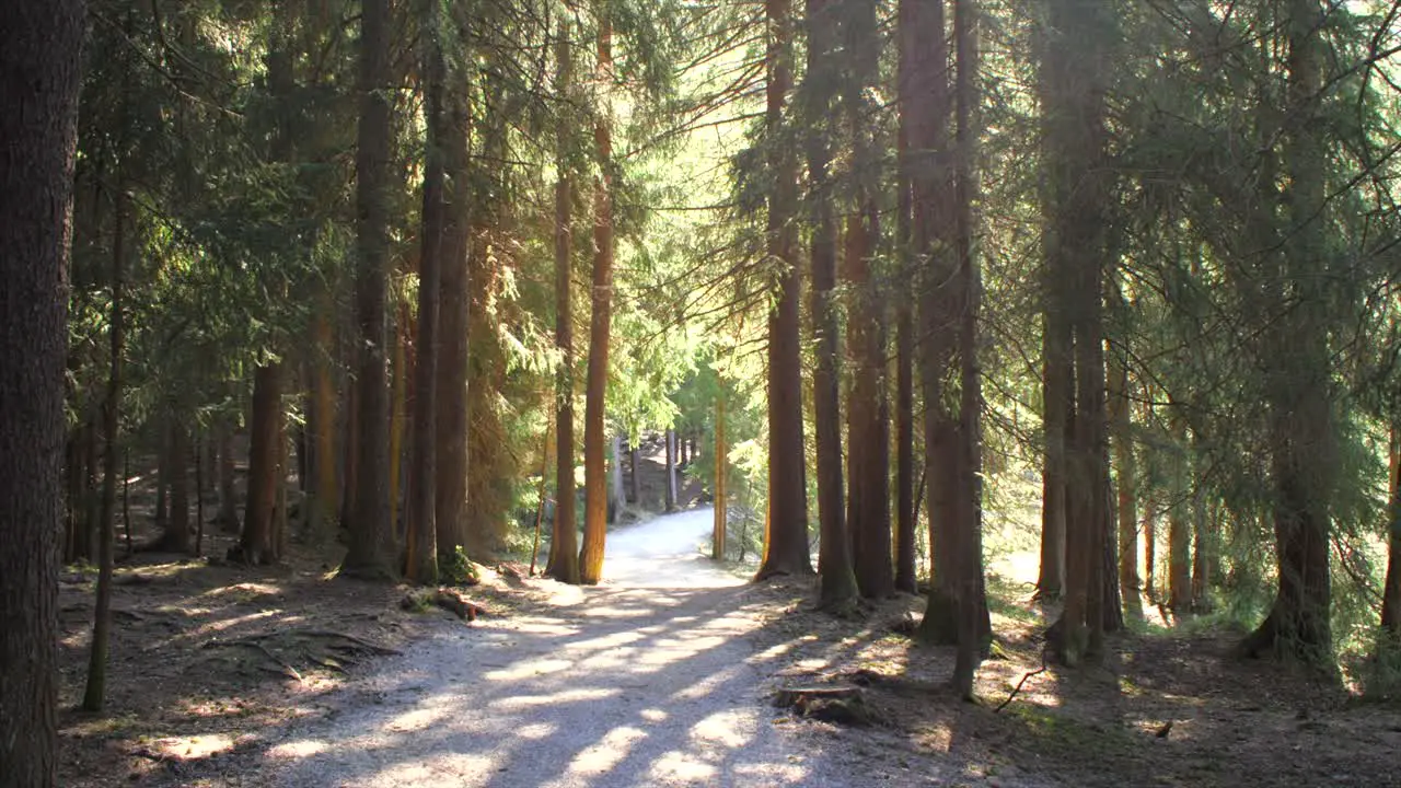 A forest landscape in spring in Austria Seefeld