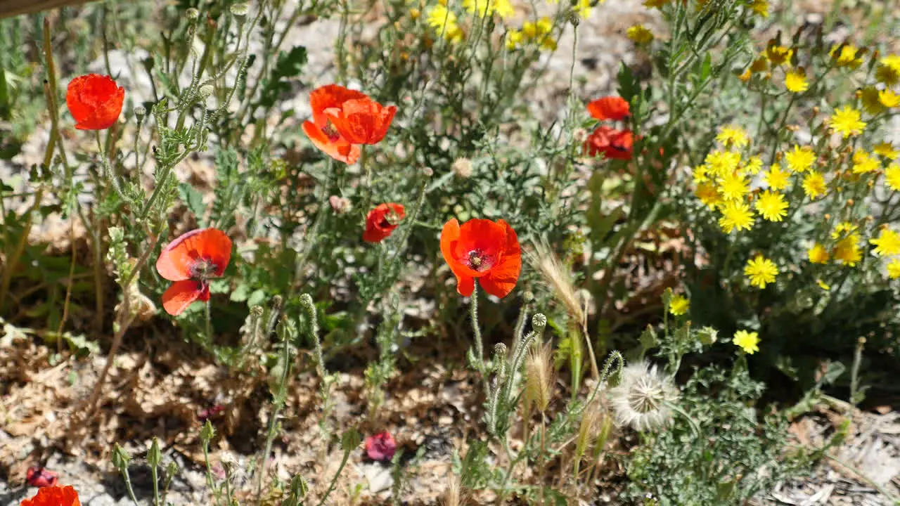 Spain Poppies And Yellow Flowers