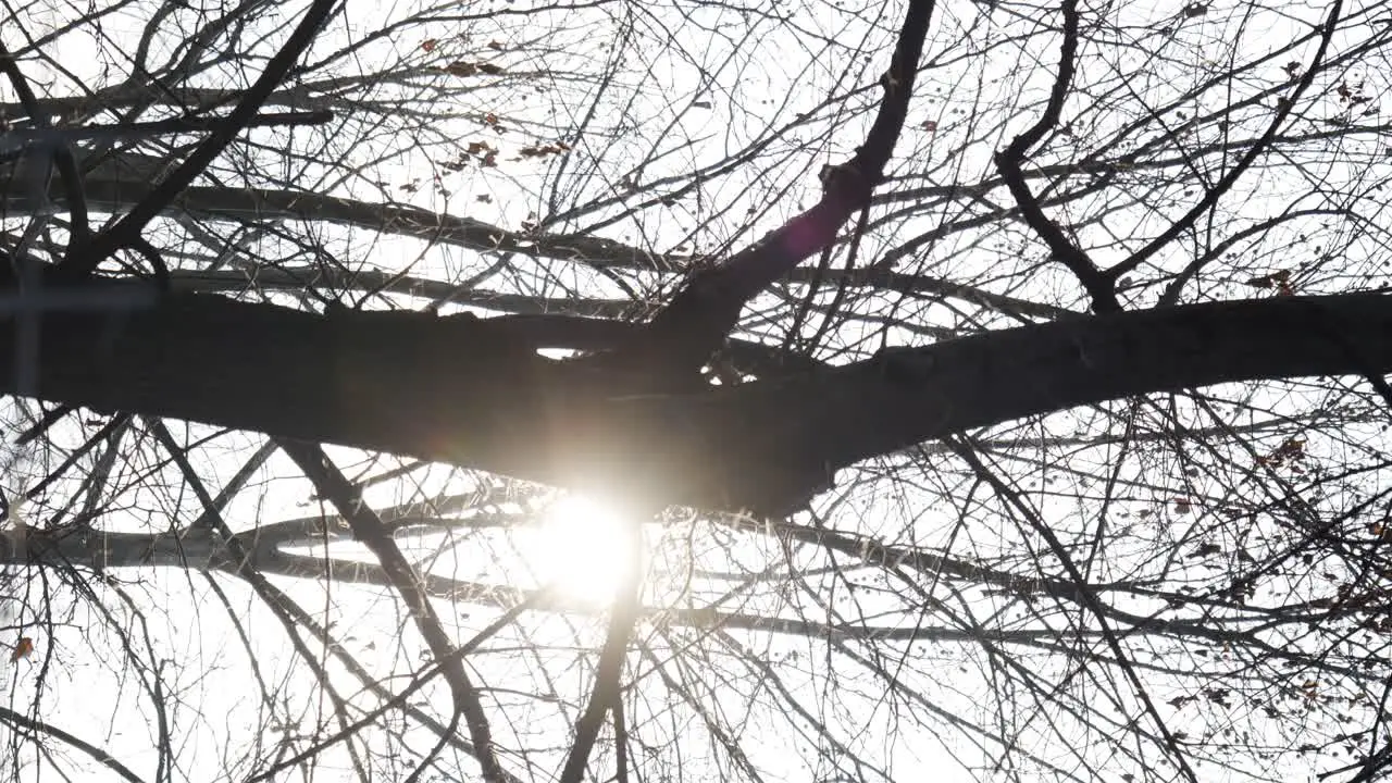 Vertical Shot Of Tree Without Leaves Against The Sun