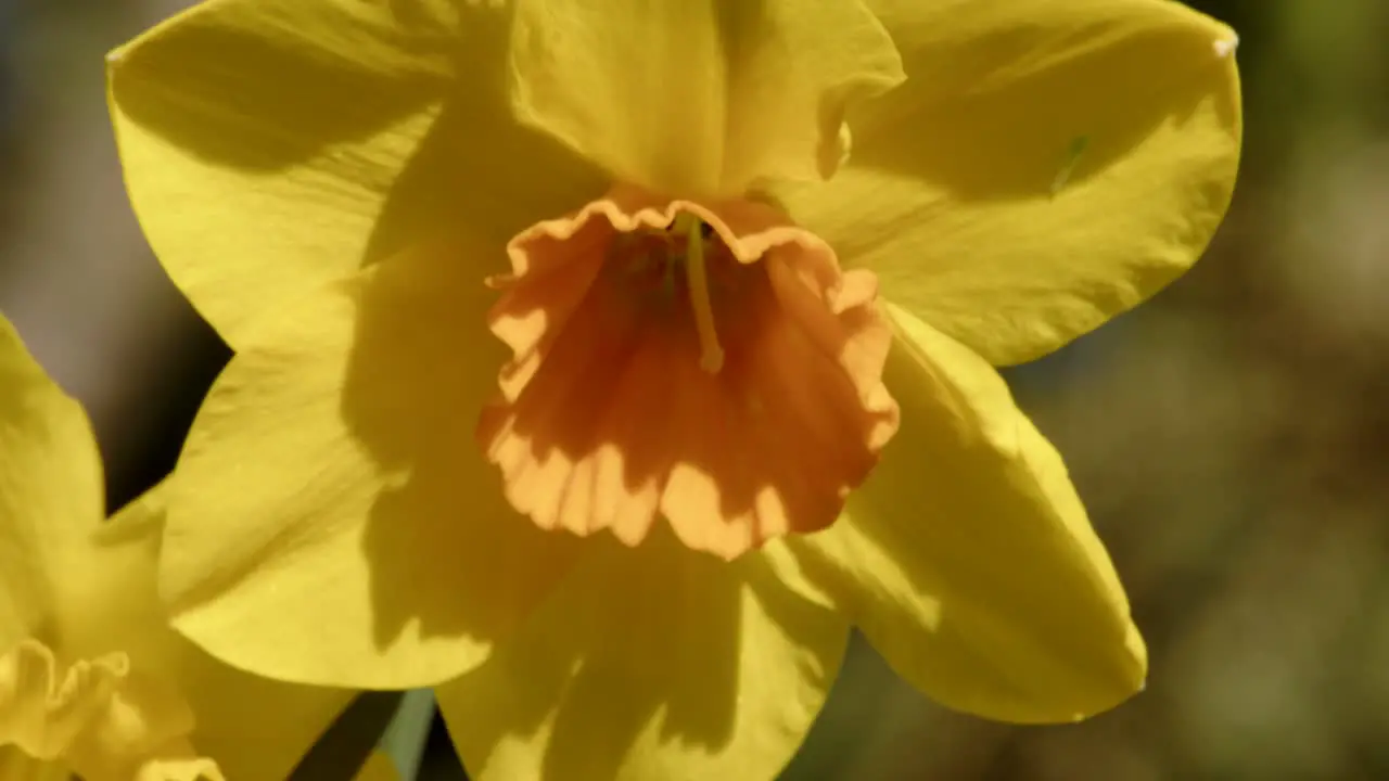 ECU Yellow orange daffodils and Narcissus trumpet flowers