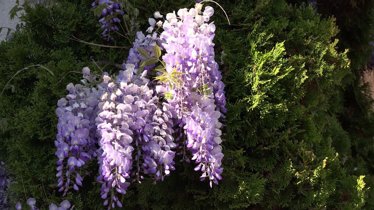 Wisteria With Large Bee