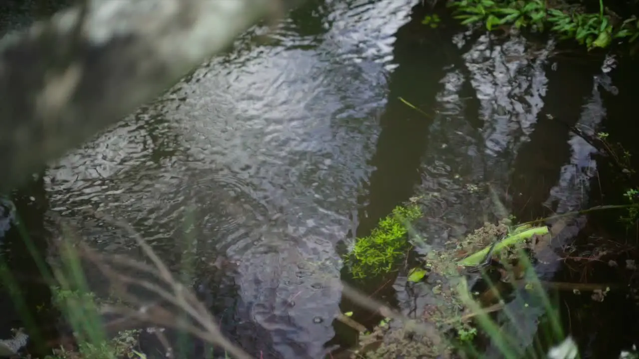 static shot of a string in the wild