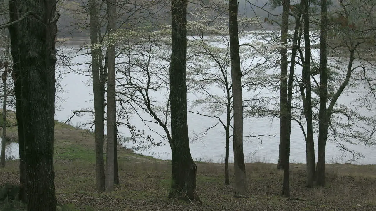 Mississippi Small Lake With Lacy Trees