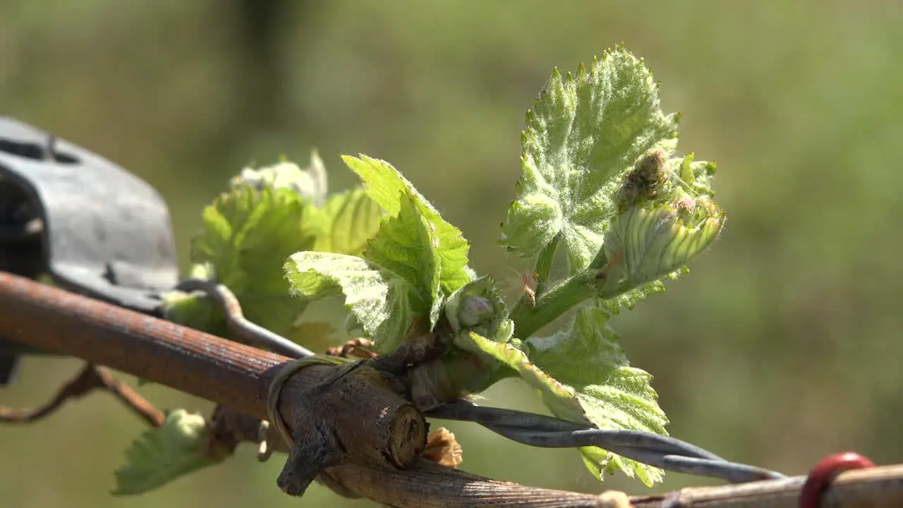 Young Leaves On Grape Vine