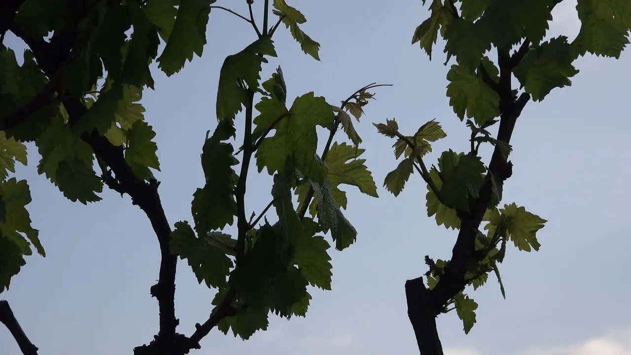 Young Grape Leaves Against Grey Sky