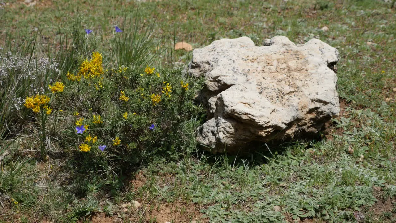 Spain Rock And Yellow Flowers On Ground