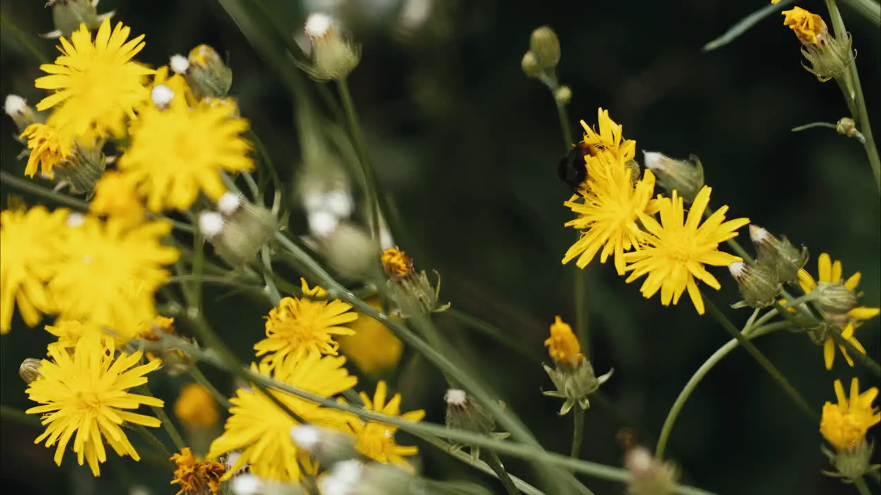 Yellow flowers with a single bumblebee pollinating in front of a dark background